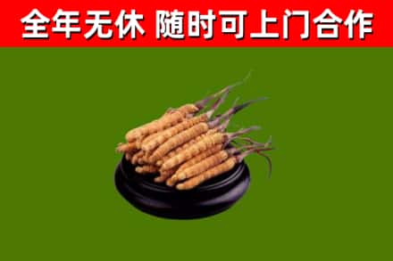 哈密回收散虫草
